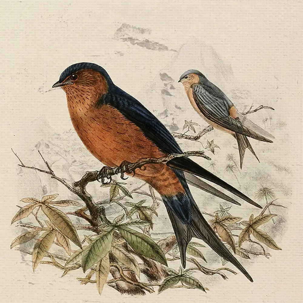 Vintage illustration of two birds perched on a branch surrounded by leaves.