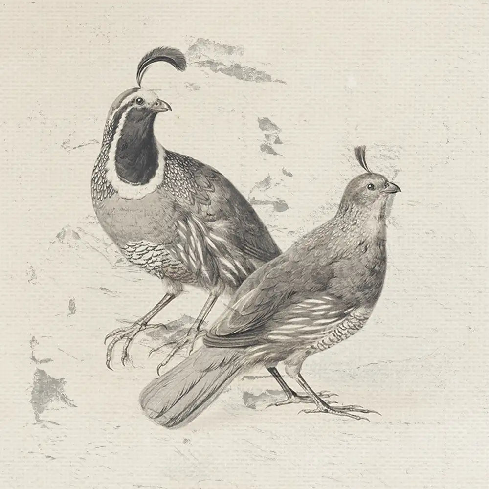 Illustration of two detailed quail birds on a textured background
