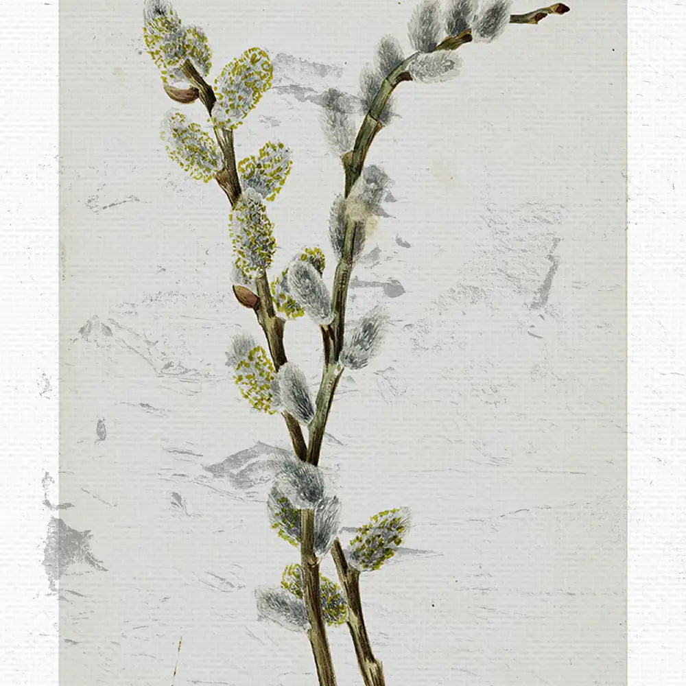 Illustration of flowering branches with fuzzy catkins on a textured neutral background.