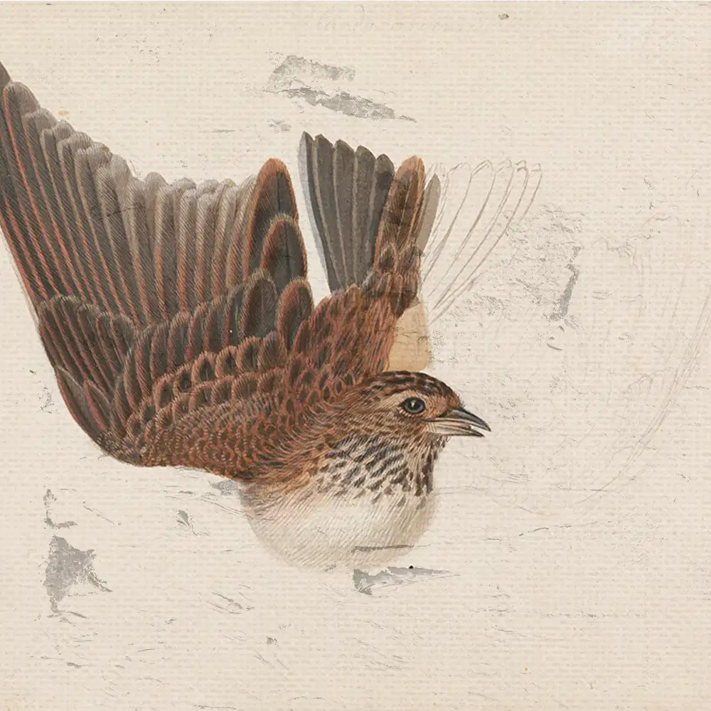 Detailed illustration of a bird in flight with intricately patterned feathers on a textured background.