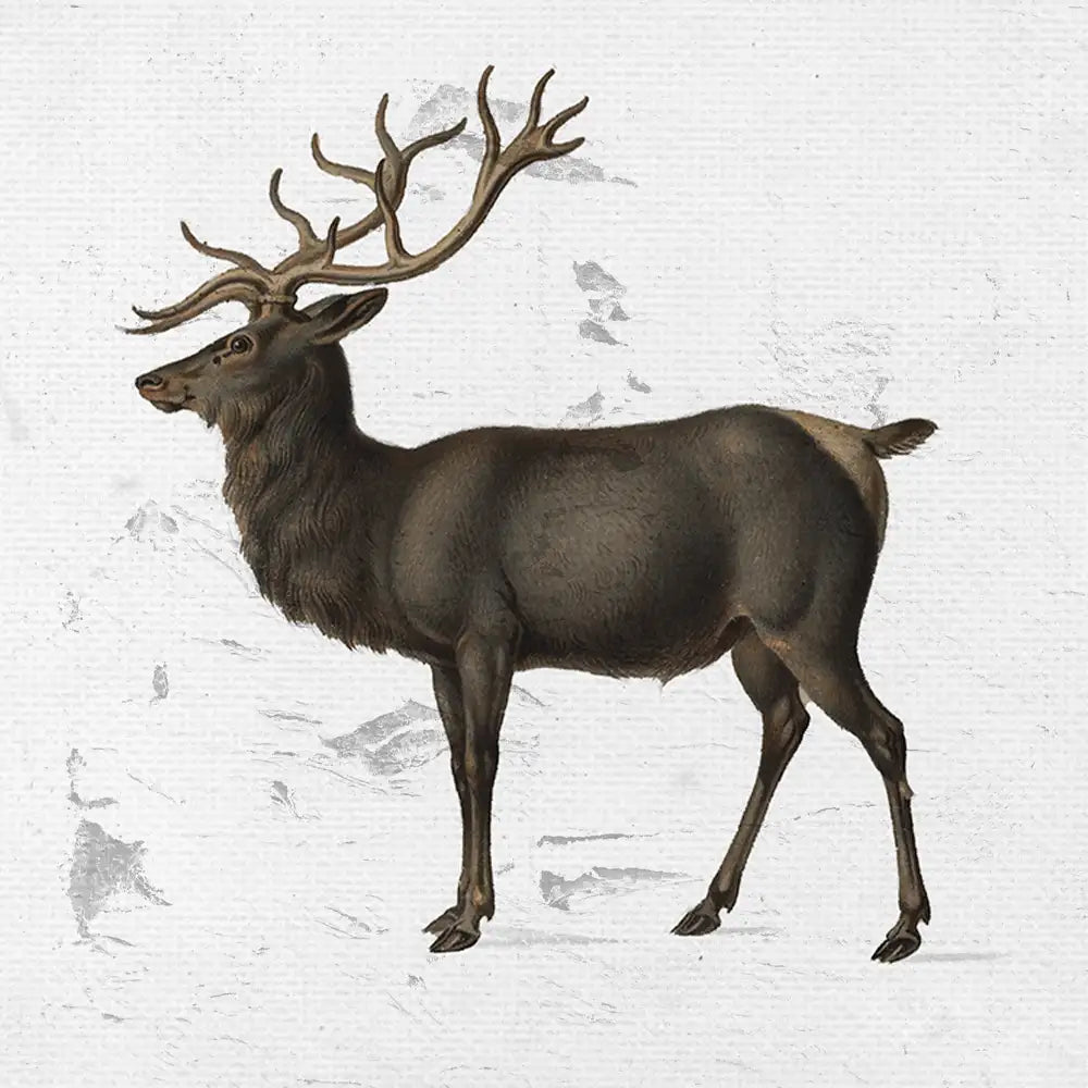 Vintage illustration of a deer with prominent antlers on a textured background.