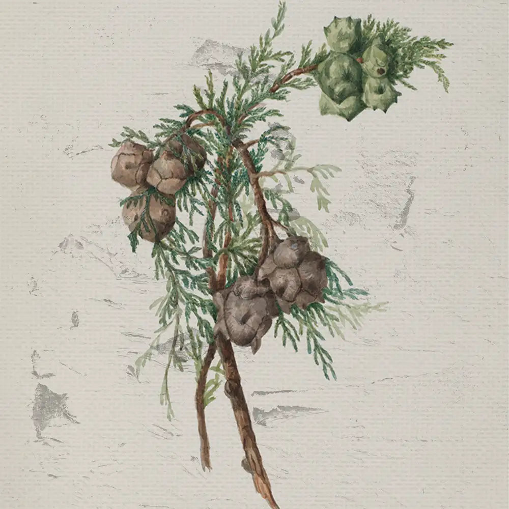 Watercolor painting of a pine branch with brown and green pine cones and lush green needles on a textured light background.