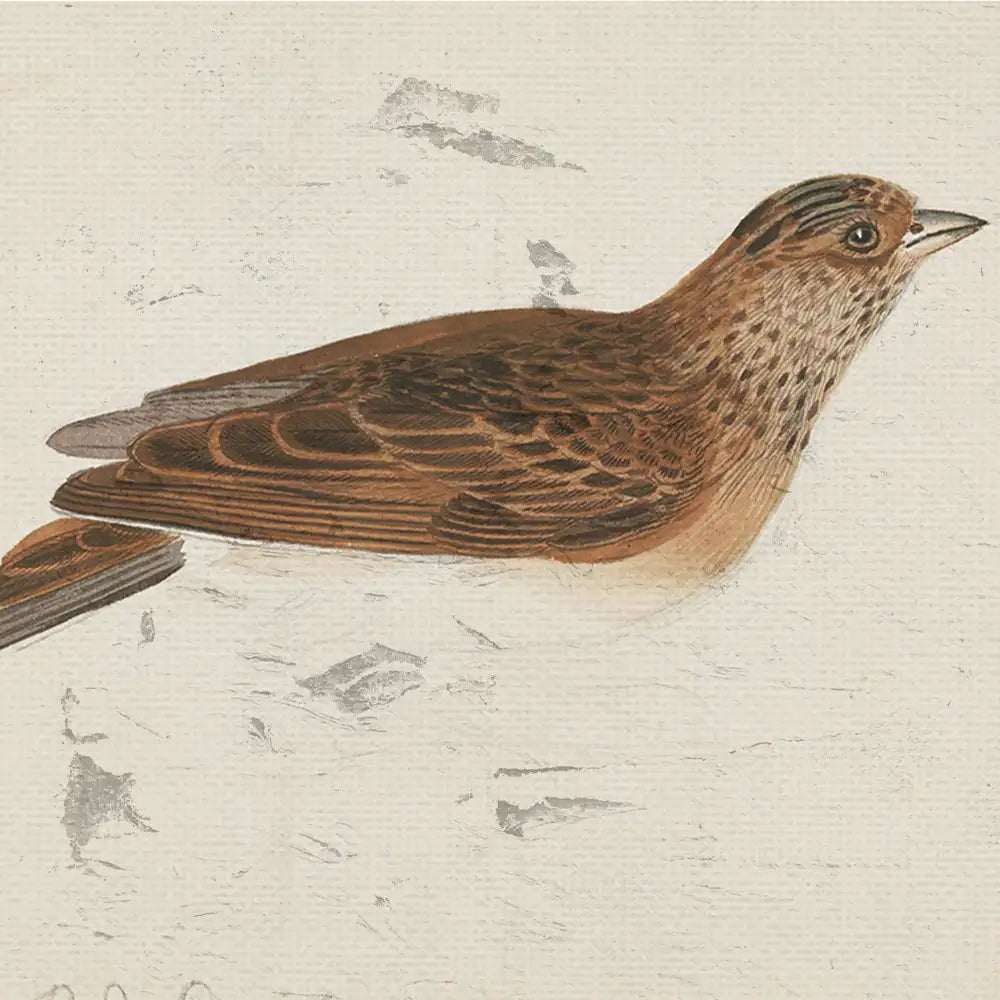 Illustration of a bird with intricate brown feathers against a textured light background