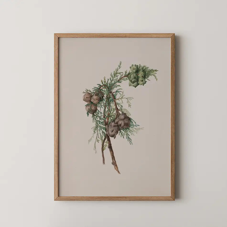 Framed watercolor painting of green pine cones and foliage on a pale background.