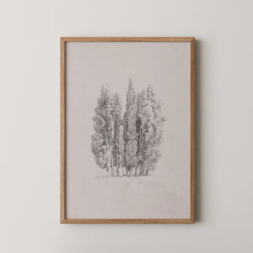 Framed black and white illustration of a group of tall trees on a light background.