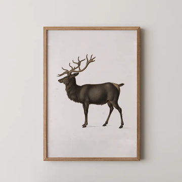 Artistic illustration of a standing deer with antlers, framed in a wooden border.