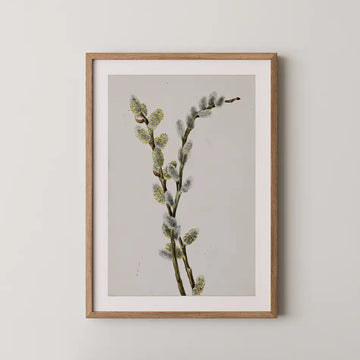 Framed botanical art print featuring a branch with green buds and soft gray catkins against a light gray background.