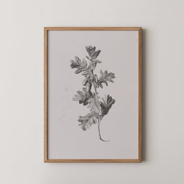 Black and white illustration of an oak branch with acorns in a wooden frame against a light background.