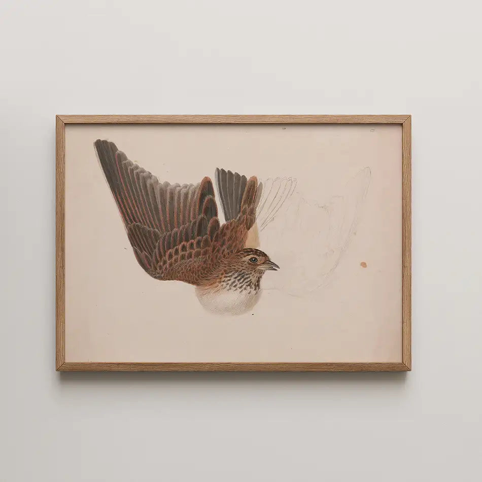 Framed painting of a flying bird with intricate details in brown and gray tones on a light background.