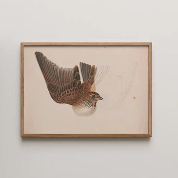 Framed painting of a flying bird with intricate details in brown and gray tones on a light background.