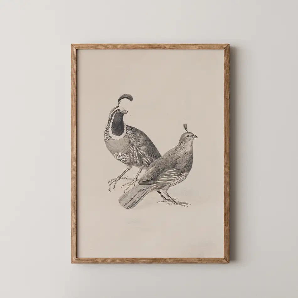 Framed illustration of two quail birds on a beige background.
